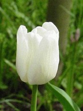Tulip White Dream